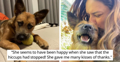Dog Gets A Bad Case Of Hiccups But Her Mom Finds A Miracle Cure