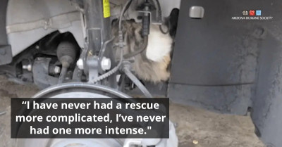 Stray Cat Miraculously Saved From Car Engine's Tight Grip