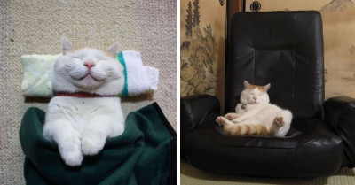 18 Times That Cats Were So Relaxed We Literally Wanted To Be A Cat