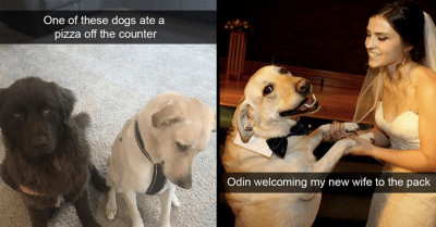 14 Funny Snaps Featuring Adorable Doggos Guaranteed to Boost the Pawsitivity Levels in Your Life