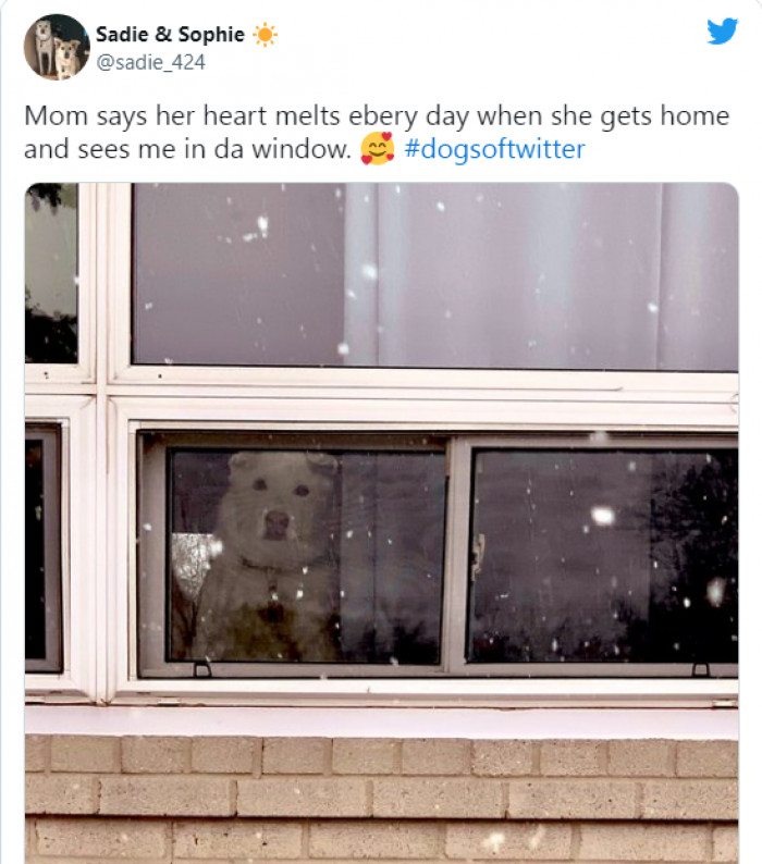 15. The reason is quite clear: the dog is so darn cute