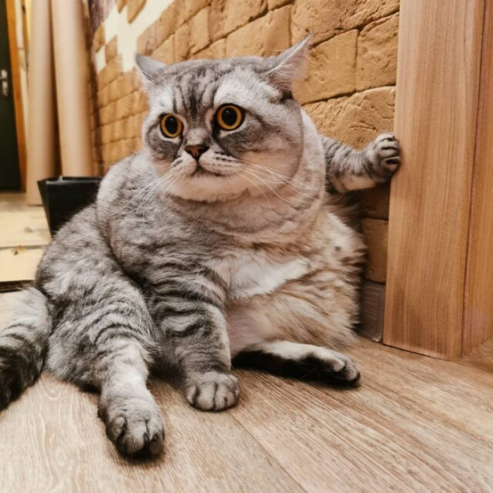 Liznya's family and her team of vets have been trying to find the reason behind her drastic weight gain.