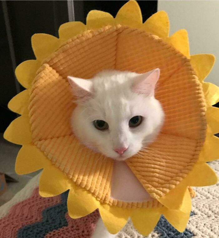 "Simon Licked Half The Hair Off His Tail, So Now He Gets The Sunflower Of Shame Until We Can Go To The Vet"