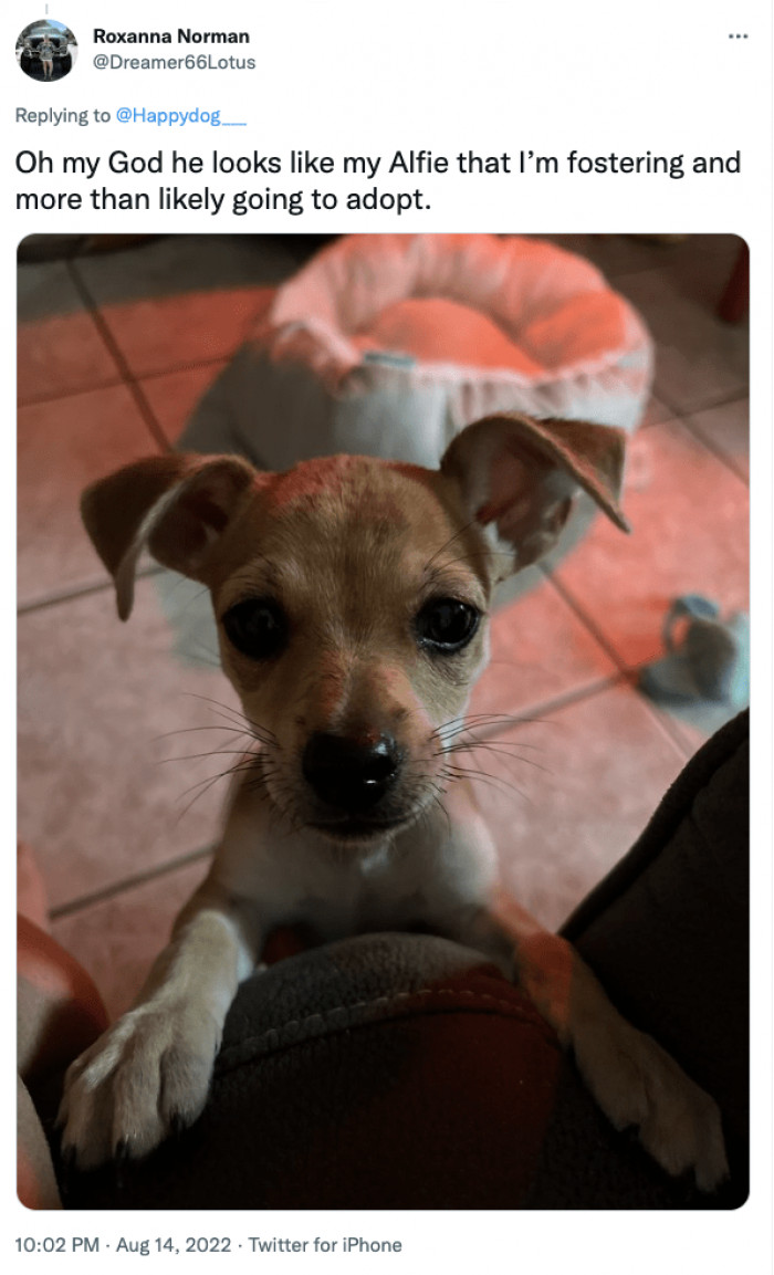 11. This dog is about to venture into his forever home