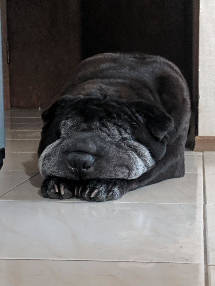 27. “Diesel (9) Is Turning 10 This Month, And He’s Melting From All The Excitement”