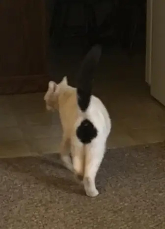 5. Ex'cat'mation Point