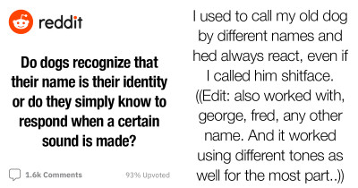 Do Dogs Recognize Their Names As Their Identities Or Simply Respond To A Familiar Sound – One Old Reddit Post Goes Viral