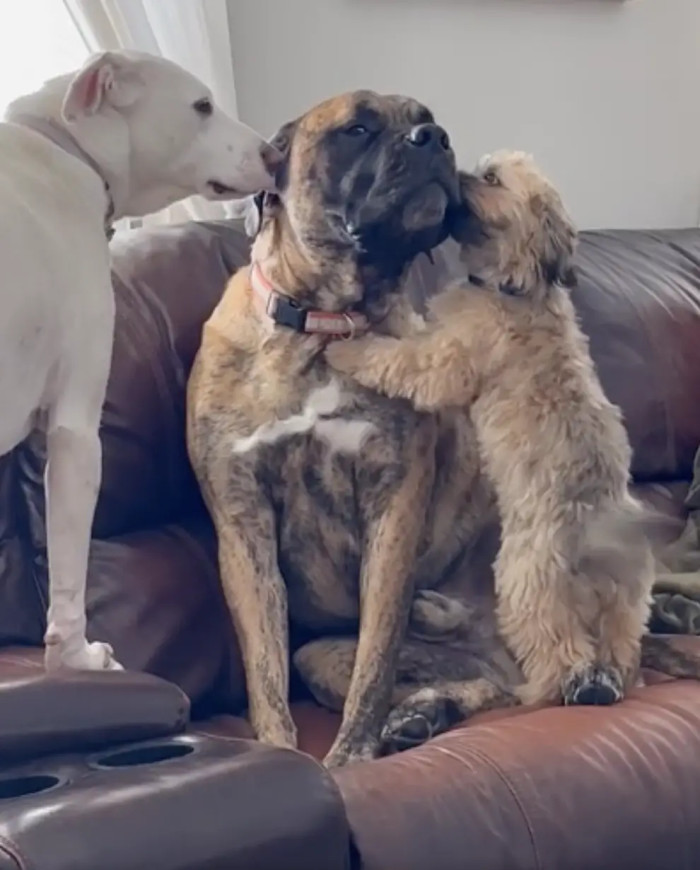 Rescue dogs often experience anxiety issues due to their troubled pasts, requiring time and patience to adapt to their new, caring homes.