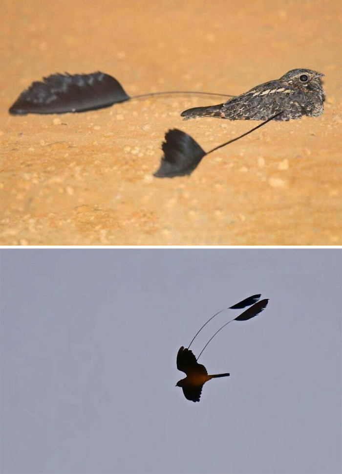 I Definitely Thought The Standard-Winged Nightjar (Caprimulgus Longipennis) Was AI When It Popped Up On My Recommend Socials Today