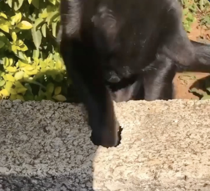 Pantera noticed the commotion and decided to lend a paw