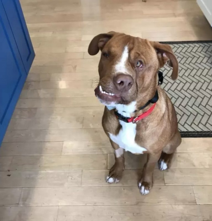 Woody can breathe, pant, eat and drink just fine