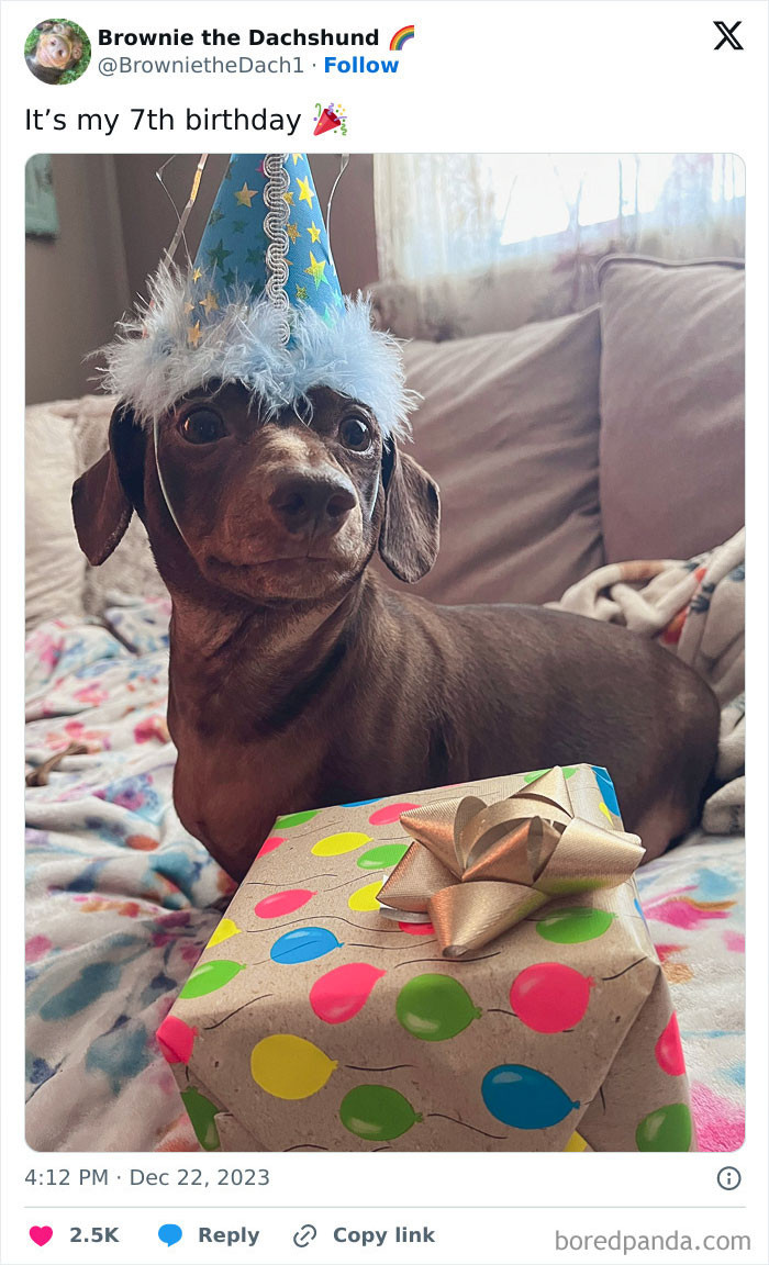 "Happy Birthday, Brownie"