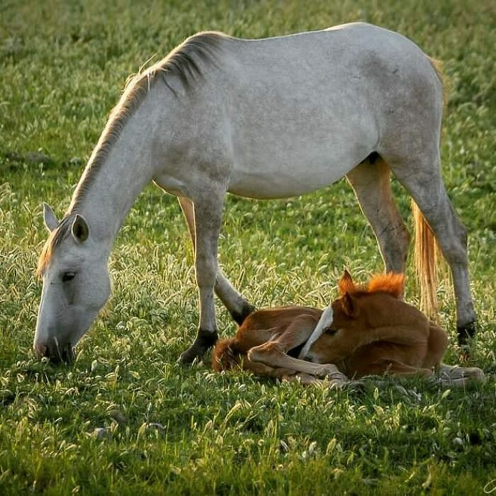 "Salt River wild horses. While the parents are very caring and protective, they are also very tolerant of humans."