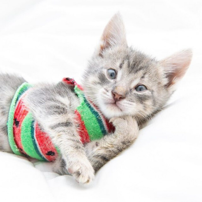 But now she is healthy and thriving