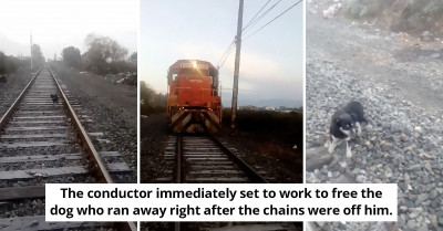 Conductor Halts Train To Save Puppy Chained To The Tracks