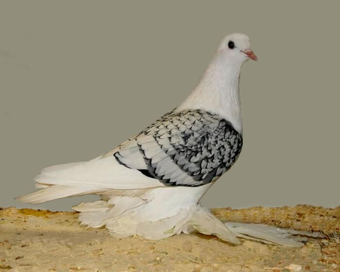 13. The Ice Pigeon breed