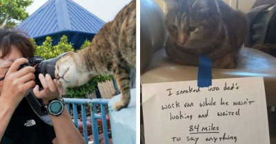 Purr-Fect Professionals - The Hardest Working Cats On The Internet