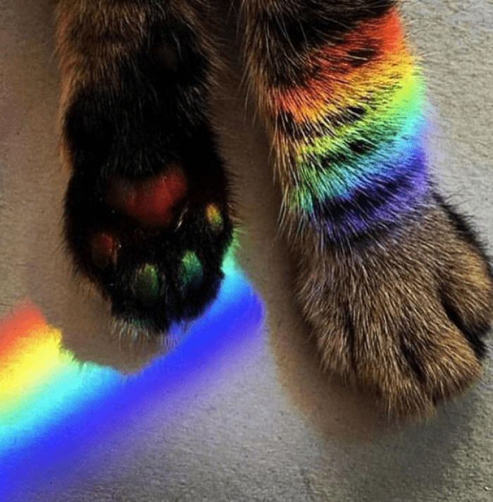 3. Even cats want to catch the rainbow.