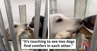 Kennel-Bound Shelter Dogs Find Comfort In Touching Noses With Each Other