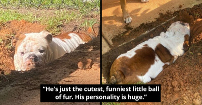 This Adorable Bulldog Loves It When His Parents Do Gardening Work Because He Gets Holes He Can Take Naps In
