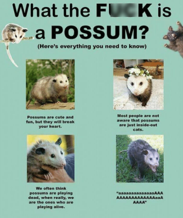 8. What The Fuck Is A Possum?