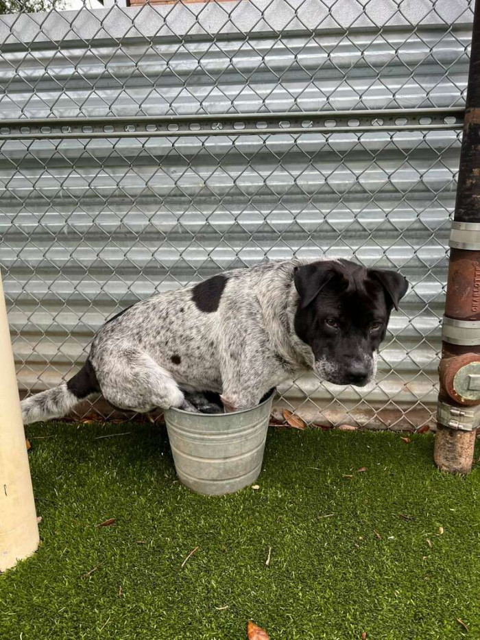 Centaur first discovered his beloved bucket in early May
