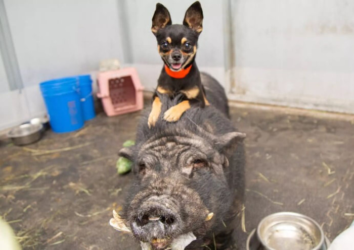 Facebook Users Were Elated and Delighted to Learn That Timon and Pumbaa Had Joined the AHS Field Team.