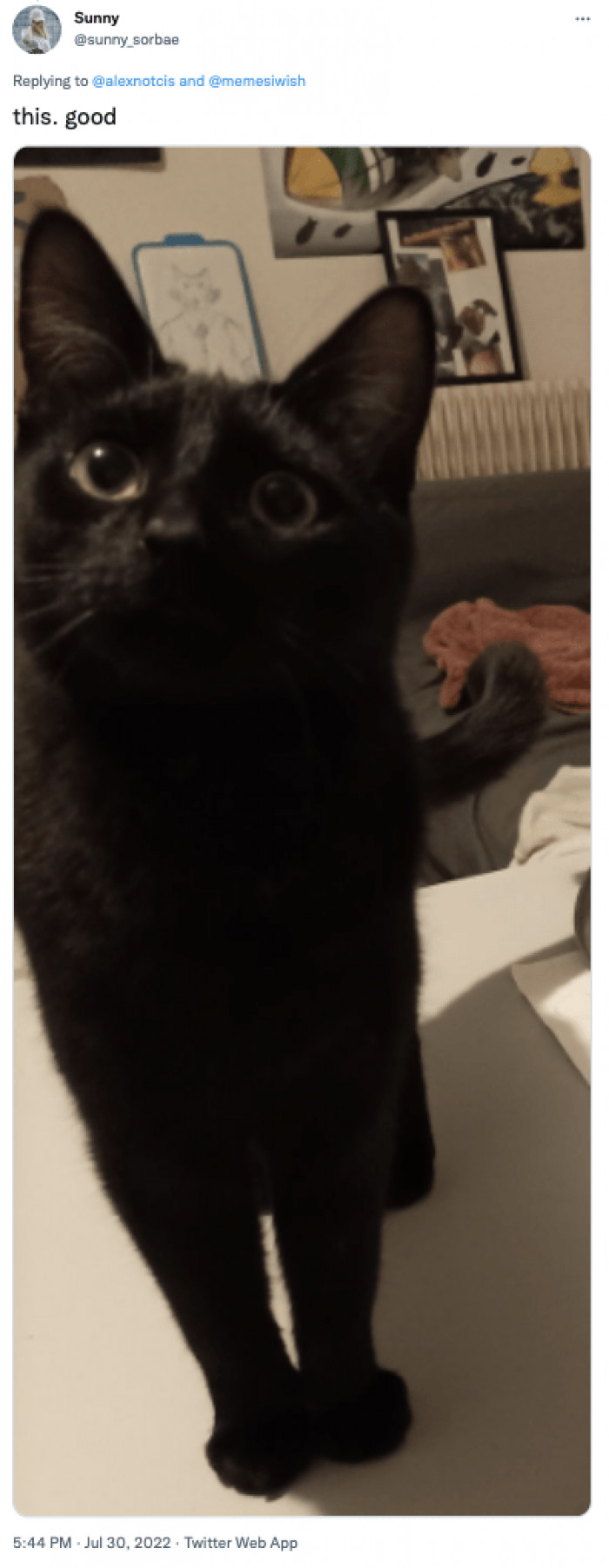 Black cat posing with pastel background, mystical expression, cat-owner bonding moment