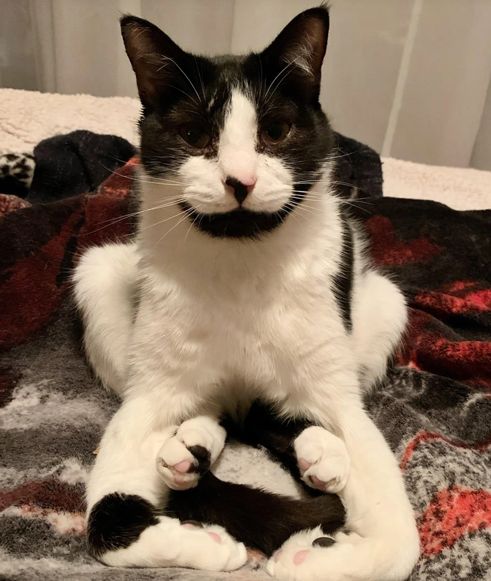 12. “Does anyone else’s cat sit like this, or is yours normal?”