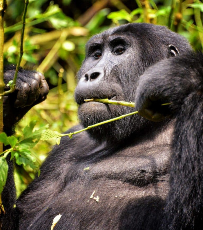 16) Mountain Gorilla