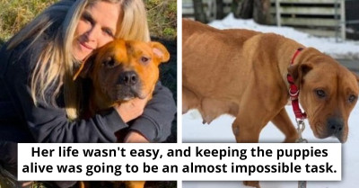 Starved Dog Manages To Keep Her Puppies Alive For 5 Months In The Freezing Cold