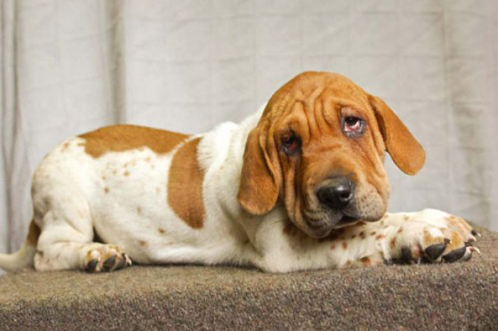 21. Sharp Asset (or Ba-Shar), which is a Basset Hound & Shar-Pei Mix