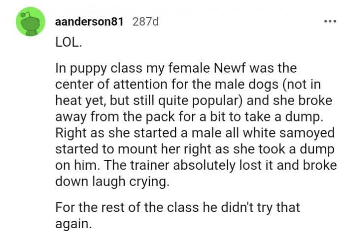 11. My puppy was the center of attraction for the male dogs