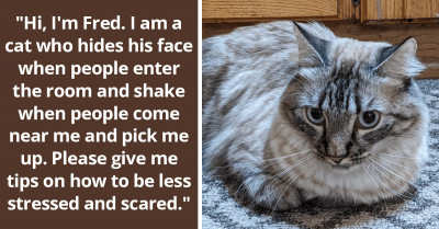 Cute, Funny, And Befitting Appreciation Posts For Our Furry Buddies, The Cattos