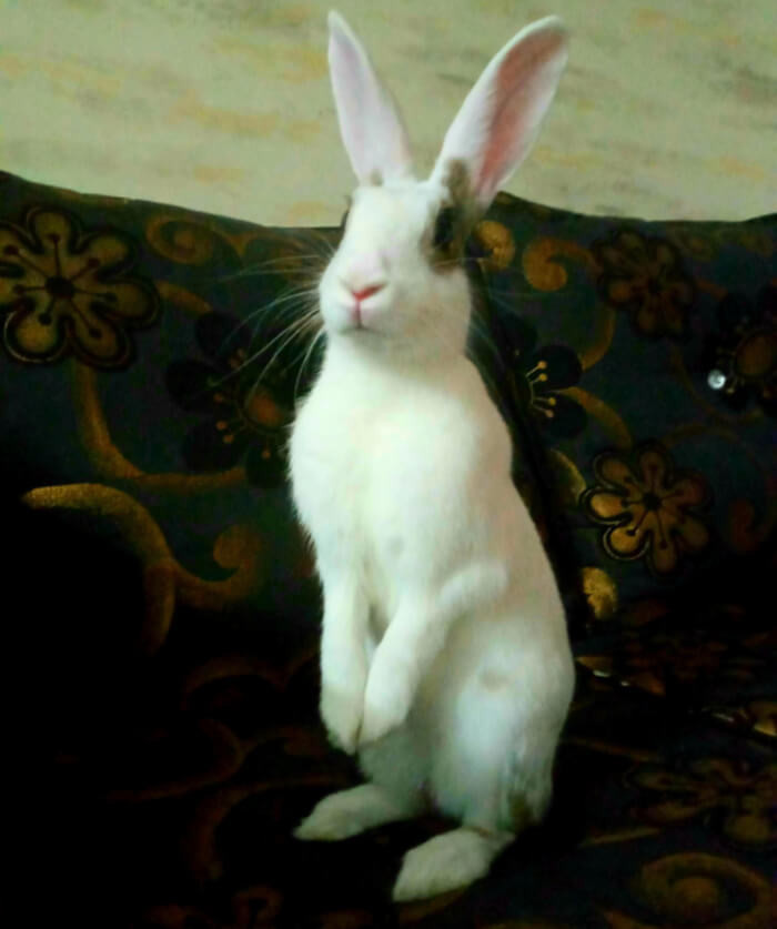 14. “Hi, this is my boy and I need a name for him.”