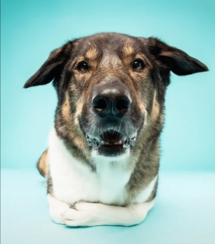 2. "Do you have treats for me, or are you just going to stare at me all day?"