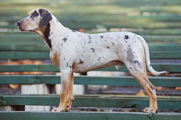 18. Catahoula Leopard Dog