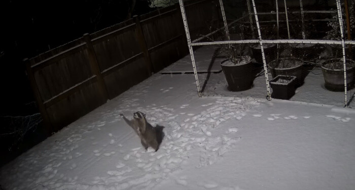 And this raccoon loves snow