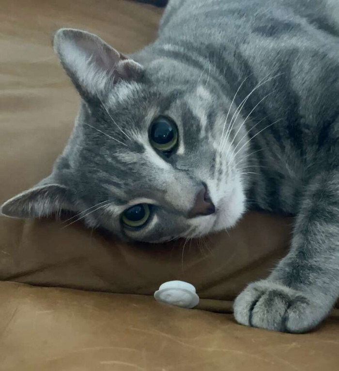 Ollie’s personality is usually much calmer than Zero’s, except when it comes to freshness seals