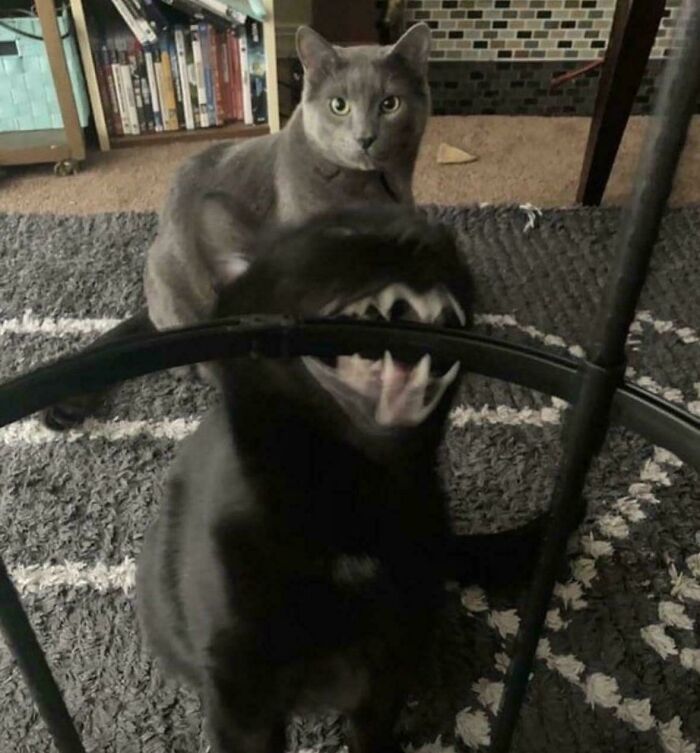 Typical Cat Behavior