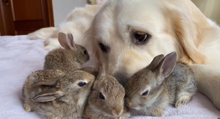 The cuddly little ones have become quite fond of Bailey, often playfully nudging their noses against him, their tiny tails twitching and wiggling in delight.
