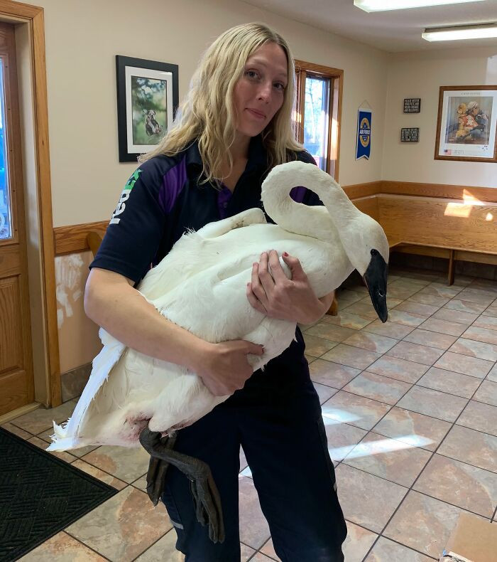 "Swan I Saved While Driving On My Rural Delivery Route. I’ve Saved Many Creatures But He’s My Favorite To Date"
