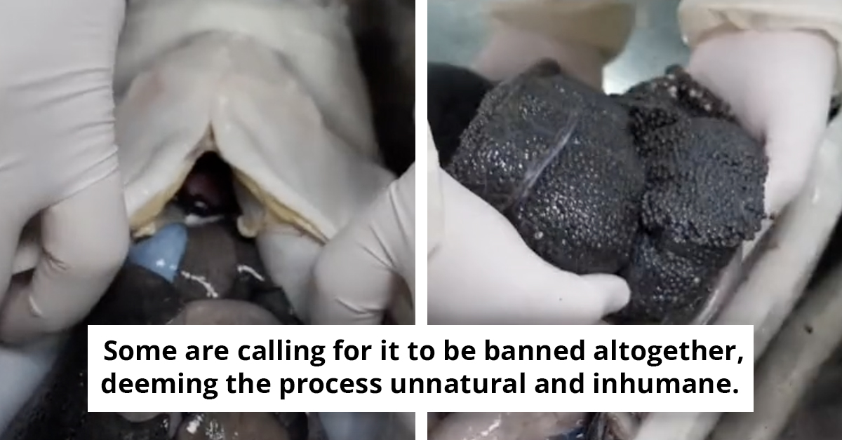 Disturbing Footage Showcasing The ‘Horrifying’ Process Of Harvesting Caviar Has Netizens Calling For A Ban