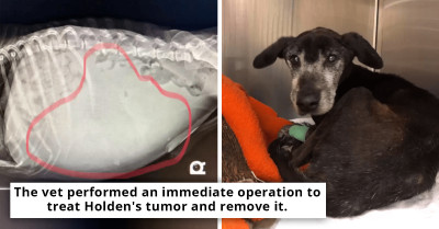 An Old Dog With A Large Tumor Finally Gets A Chance At A Better Life After Being Neglected