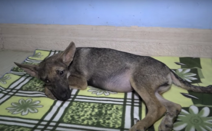 From the pup’s sad little face, the rescuer could tell that this dog needed help