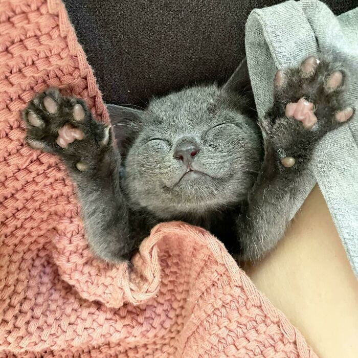 6. "Happy naps! My rescue kitten Grace is always so smiley!"