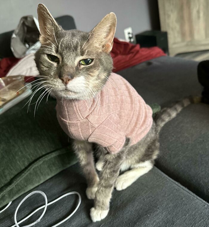 2. At 21, Lady still loves her tiny sweaters