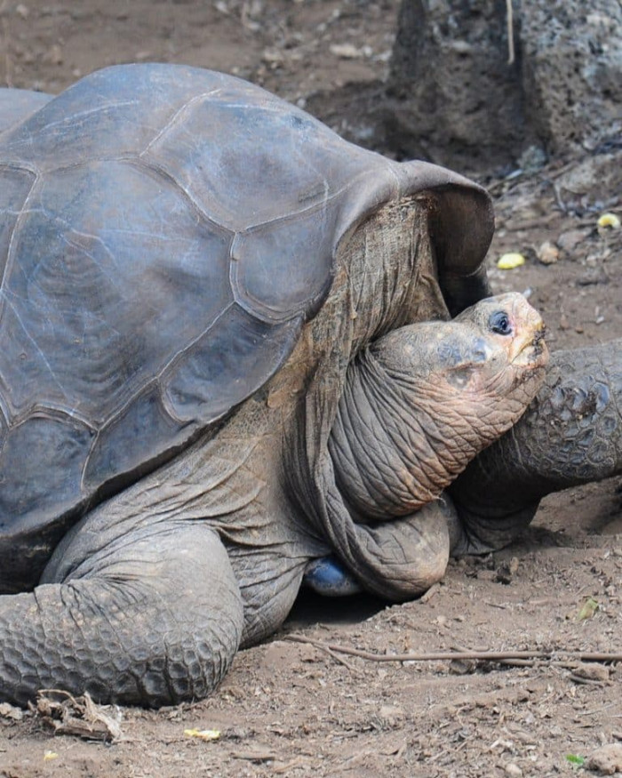 18) Pinta Island Tortoise