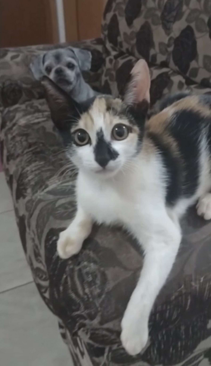 Milly was shocked to see Lupim after the groomer," the owner says. "But they're now friends again."