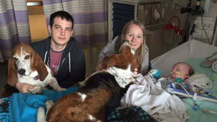 Gracie and Grumpy continue to comfort their family each and every day